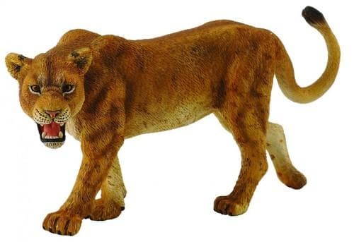African lioness L