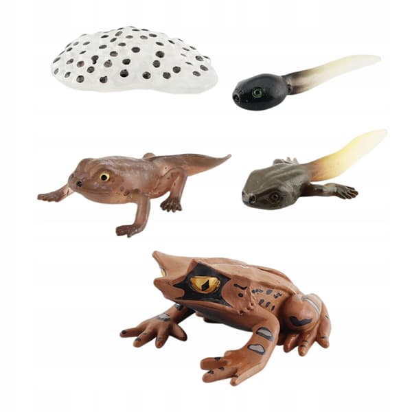 Montessori Frogs: Life Cycle Model – Animals, Style D