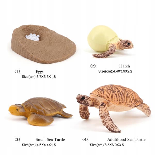 Growth Animal life cycle models Simulation Sea turtle model 2423