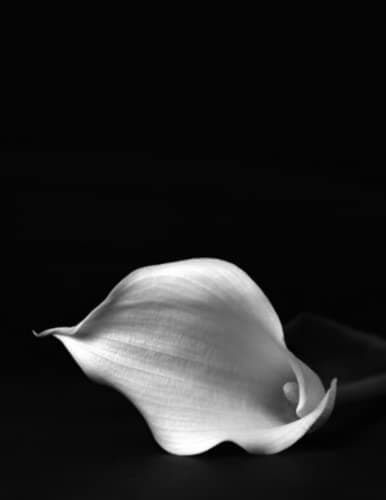 White Flower Pedal on a Black Notebook