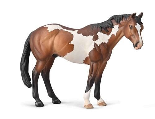 BAY OVERO APPALOOSA STALLION