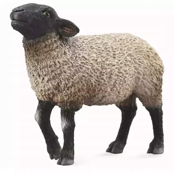 M., a Suffolk sheep.