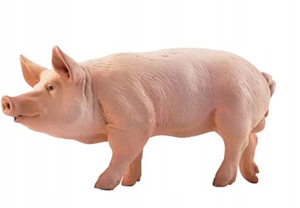 BOAR FOR CHILDREN – A HIGH-QUALITY TOY
