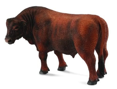 Red Angus bull