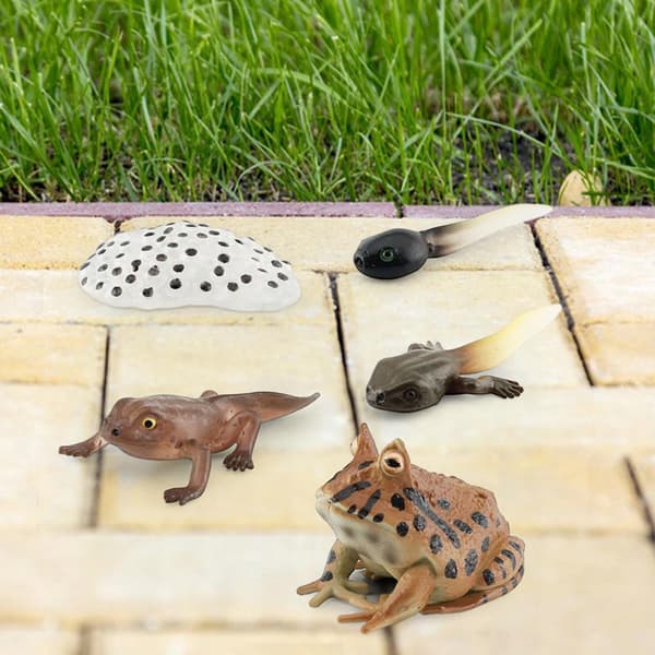 Life cycle figurines – Realistic animal style C