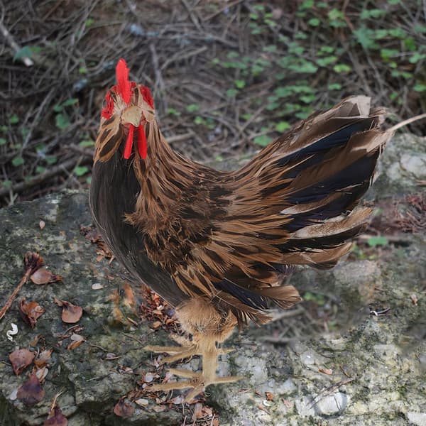 Feather Chicken Miniatures – Model Statue – Simulated Sculpture – Christmas