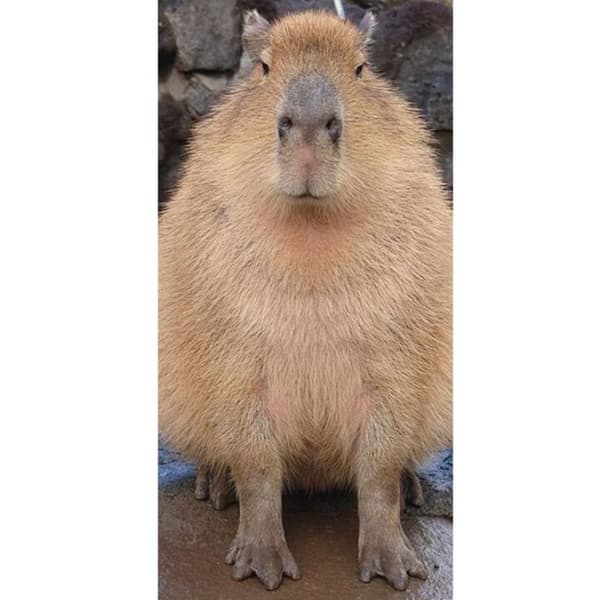Yhteensopiva Lompakkokotelo Apple iPhone 13 Pro Capybara