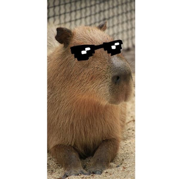Yhteensopiva Lompakkokotelo Apple iPhone 13 Pro Capybara