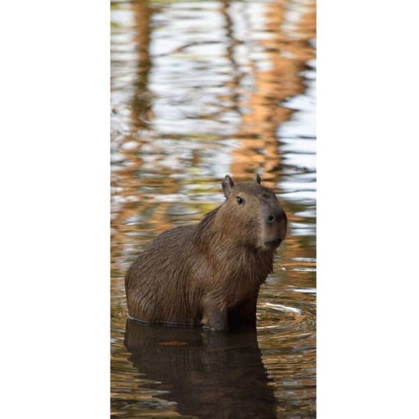 Yhteensopiva Lompakkokotelo Apple iPhone 13 Pro Capybara