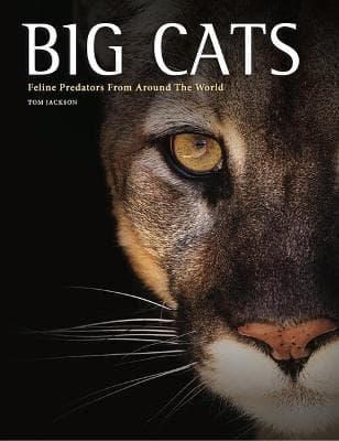 Big Cats (Bok / Inbunden)