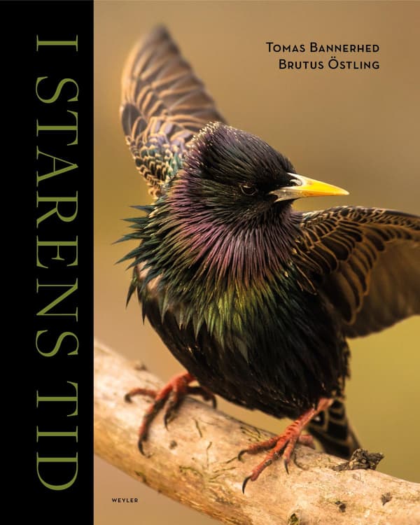 I Starens Tid (Bok / Flexband)