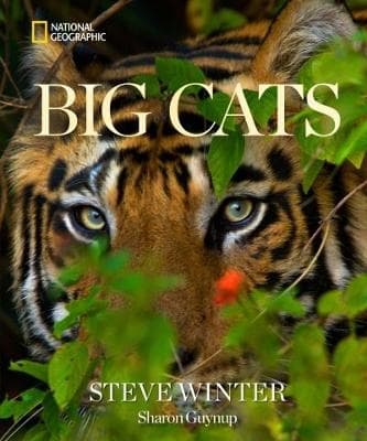 Big Cats (Bok / Inbunden)