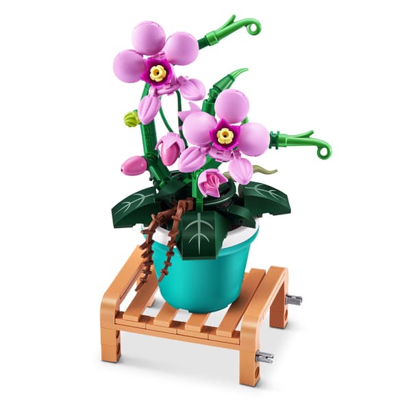 MAX Premium Garden Pot Plants Phalaenopsis