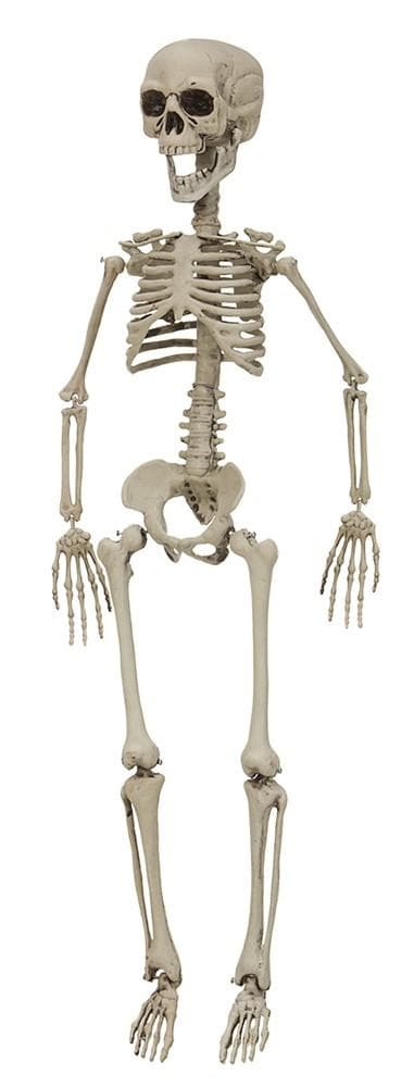 Halloween Skelett 76cm