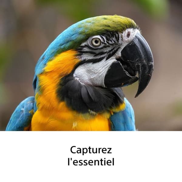 SONY Objektiv SEL FE 100-400mm f/5.6-8 OSS