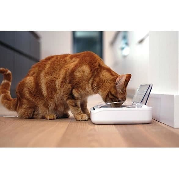 SUREFEED Automatic Odor-Free Cat Feeder - White - Airtight Lid