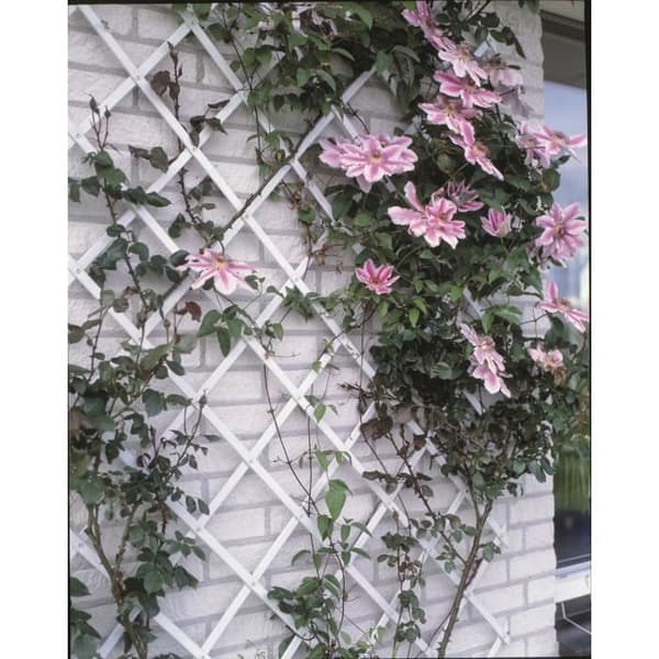 White Plastic Expandable Trellis 50x150 cm 50x150cm