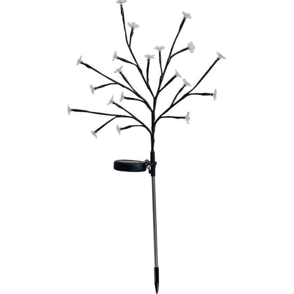 Sun-flowering shrub - GALIX - G4505 - H72