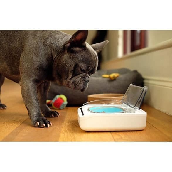 SUREFEED Automatic Odor-Free Cat Feeder - White - Airtight Lid