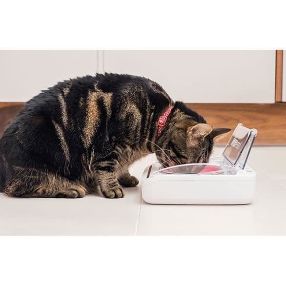 SUREFEED Automatic Odor-Free Cat Feeder - White - Airtight Lid