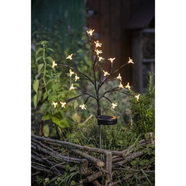 Sun-flowering shrub - GALIX - G4505 - H72