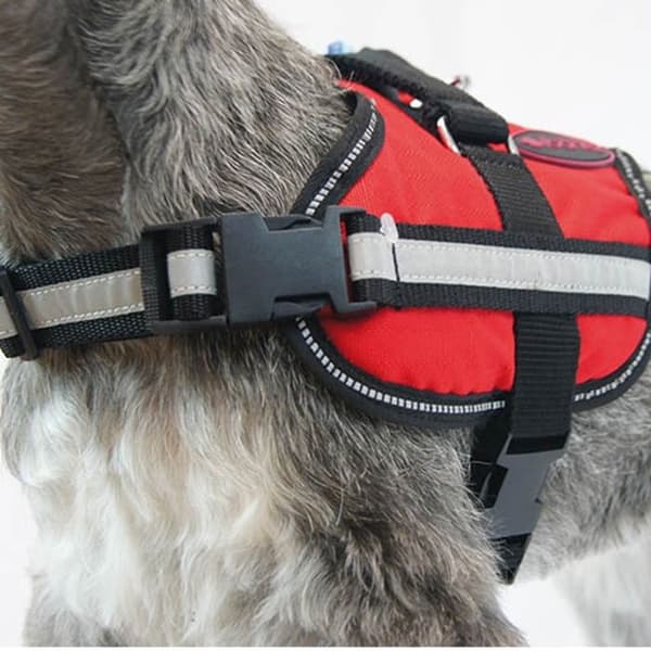 Aktiv sele BLUE HARNESS XXL