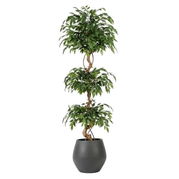 Ficus Træ, Naturalistisk Design, Nem Vedligeholdelse,6FT