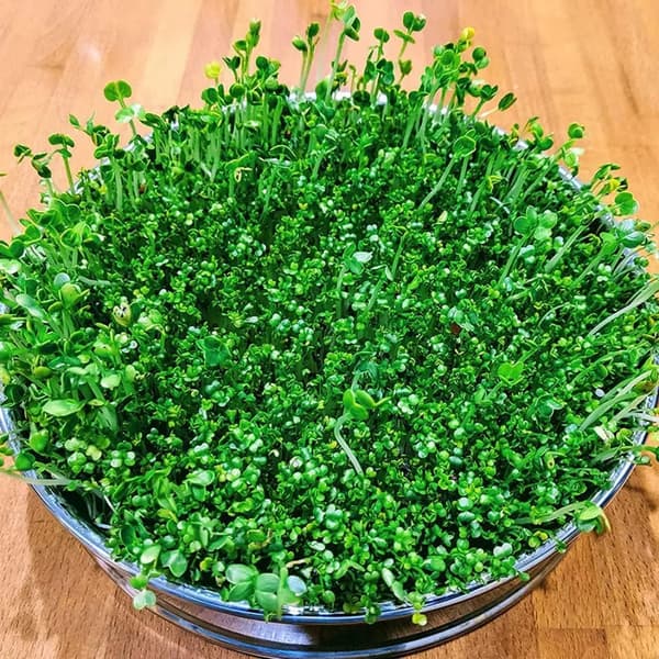 Spirebakke, Rustfrit Stål, Fuld Vækstsæt,Sølv