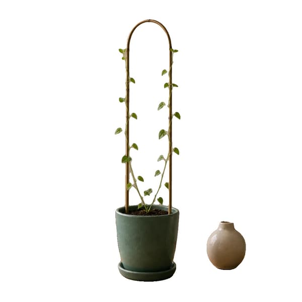 Bambu Växtstöd, 75x15 cm, Lätt, Hållbart, Miljövänligt, Idealiskt för Klätterväxter