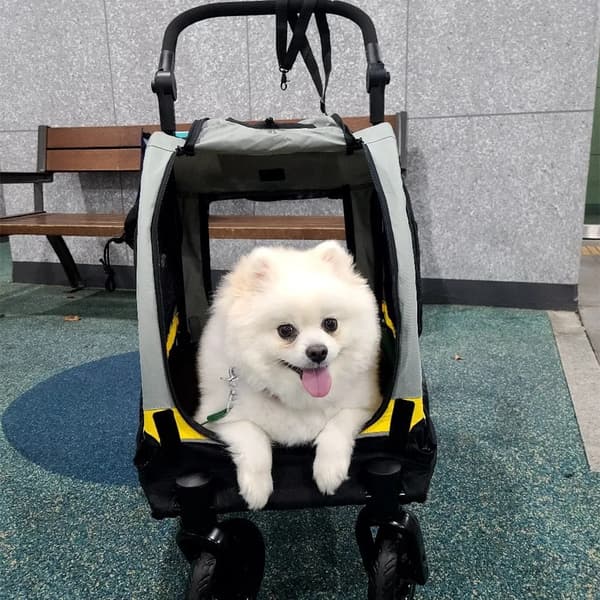 Hundtransportör, 2 i 1-design, Andningsbart tyg,GUL