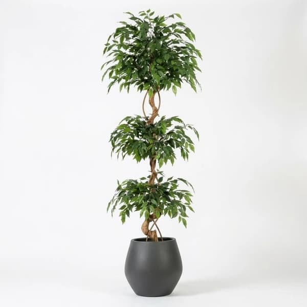 Ficus Træ, Naturalistisk Design, Nem Vedligeholdelse,6FT