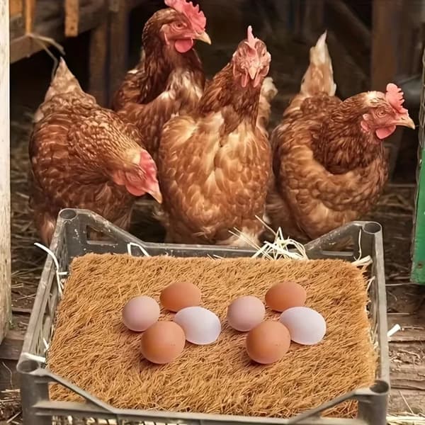 Nesting Pads, Tvättbara, Kompatibla med Små Djur,6PCS