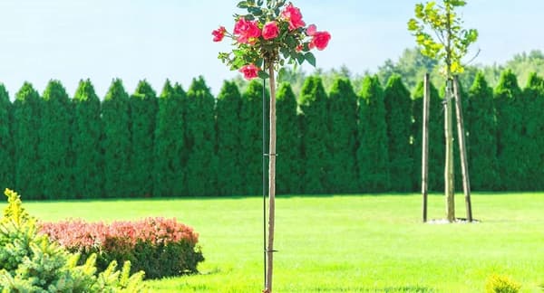 Växtstöd, Metallkonstruktion, 150 cm Höjd, Stöder Klätterväxter, Elegant Design, Förhindrar Växtskador