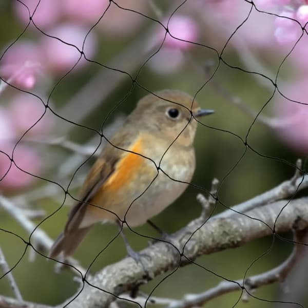 Fågelnät, Hållbart Material, Mångsidigt Skydd,svart